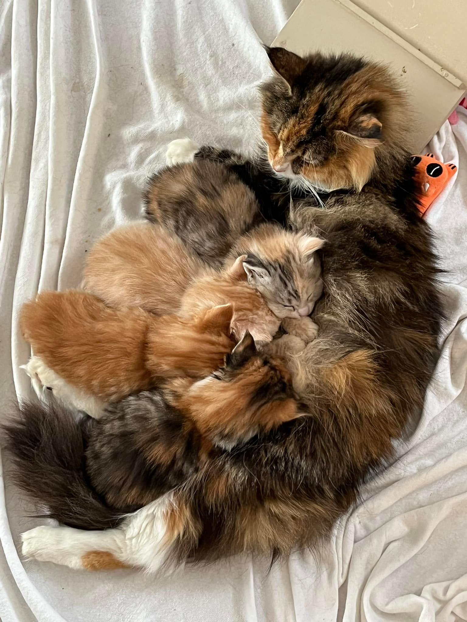 Nenna met haar kittens