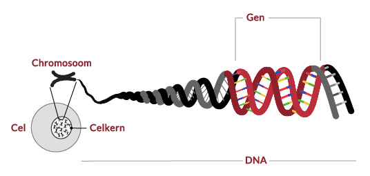 Cellen, chromosomen, DNA en genen