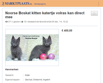 Kittenadvertentie voor Noorse boskatkittens zonder stamboom voor een hoge prijs