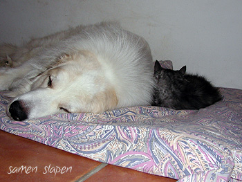 Samen slapen: Aran de la Belletiere en Cat Nettery's Yasur