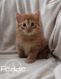 Fedde week5