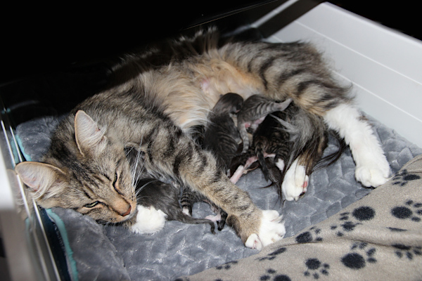 Ienemi en haar kittens. Klik hier om meer te lezen.