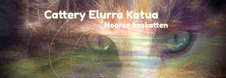 cattery Elurra Katua