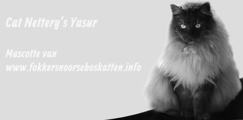 Cat Nettery's Yasur